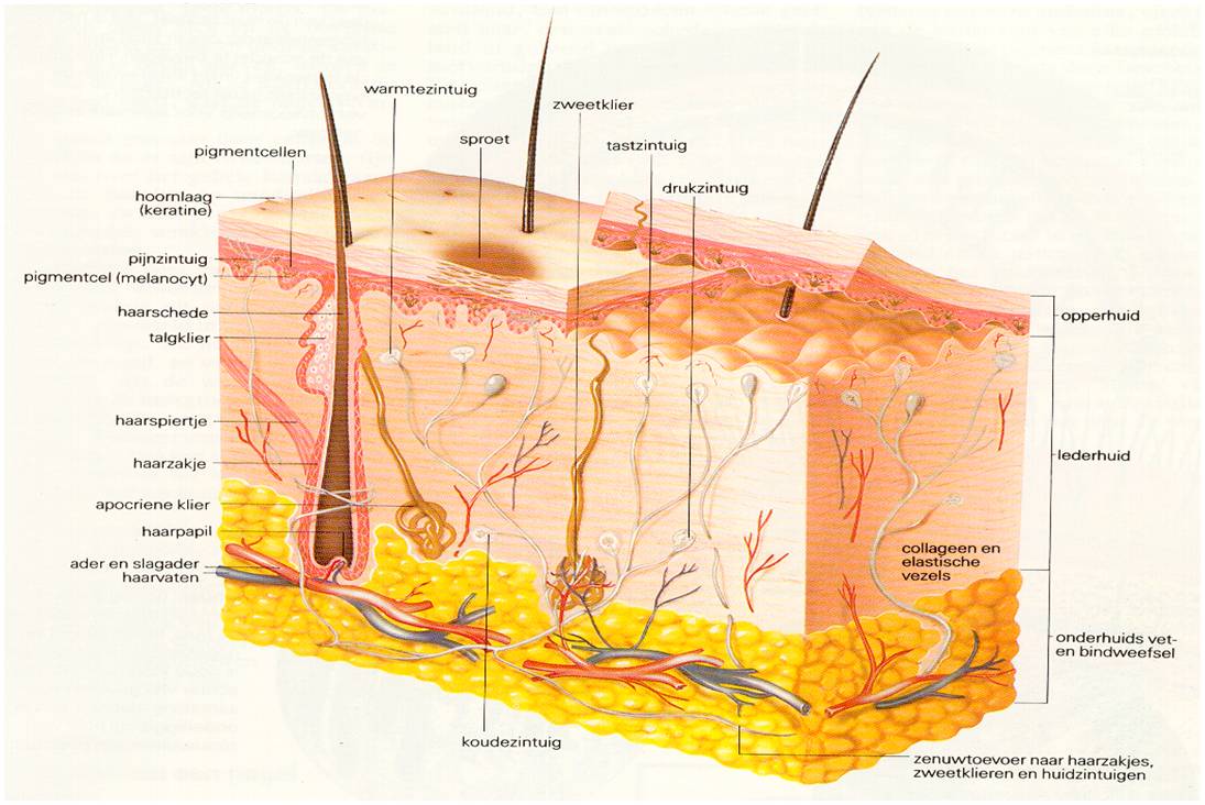 Haargroei versnellen - Wij helpen u uw haargroei versnellen.